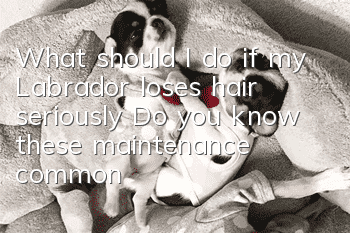What should I do if my Labrador loses hair seriously? Do you know these maintenance common sense?
