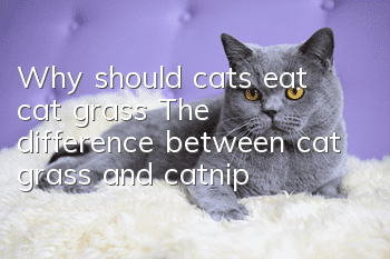 Why should cats eat cat grass? The difference between cat grass and catnip