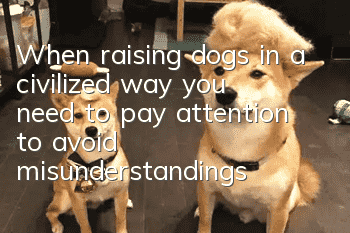 When raising dogs in a civilized way, you need to pay attention to avoid misunderstandings about rabies vaccines.