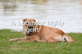 Is Labrador highly intelligent?