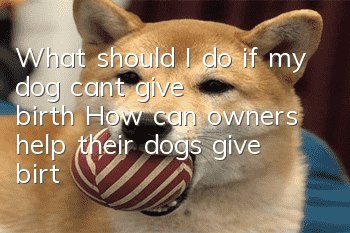 What should I do if my dog ​​can’t give birth? How can owners help their dogs give birth smoothly?