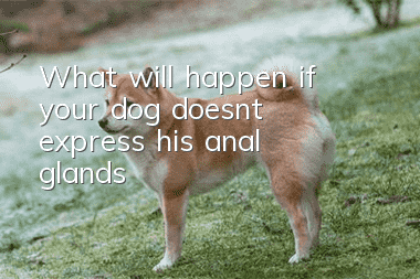 What will happen if your dog doesn’t express his anal glands?