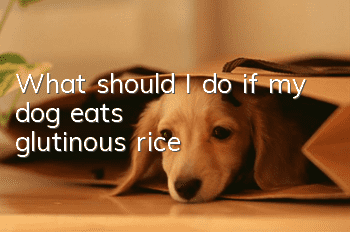 What should I do if my dog eats glutinous rice?