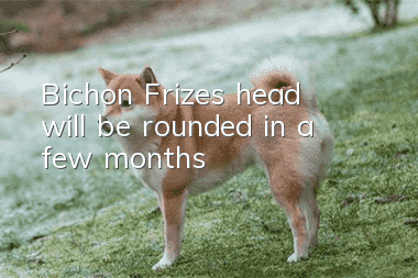 Bichon Frize’s head will be rounded in a few months