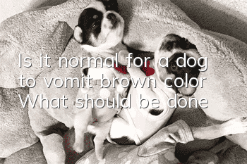 Is it normal for a dog to vomit brown color? What should be done?