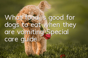 What food is good for dogs to eat when they are vomiting? Special care guide