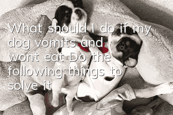 What should I do if my dog vomits and won’t eat? Do the following things to solve it effectively.
