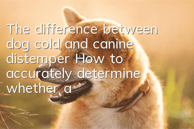 The difference between dog cold and canine distemper How to accurately determine whether a dog has a cold or canine distemper
