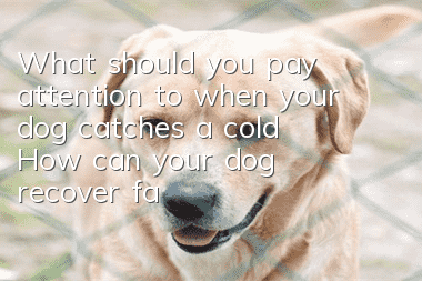What should you pay attention to when your dog catches a cold? How can your dog recover faster?