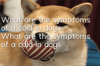 What are the symptoms of a cold in dogs? What are the symptoms of a cold in dogs?