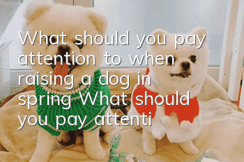 What should you pay attention to when raising a dog in spring? What should you pay attention to when raising a dog in spring?