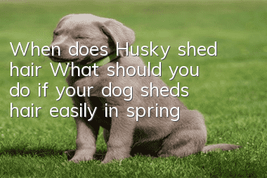 When does Husky shed hair? What should you do if your dog sheds hair easily in spring?