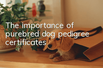 The importance of purebred dog pedigree certificates