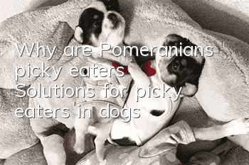 Why are Pomeranians picky eaters? Solutions for picky eaters in dogs