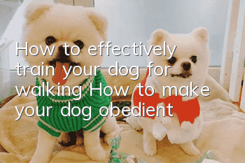 How to effectively train your dog for walking? How to make your dog obedient?