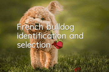 French bulldog identification and selection