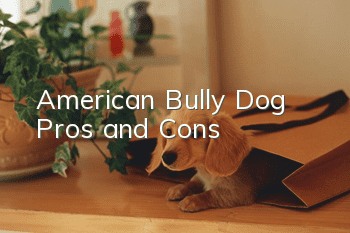American Bully Dog Pros and Cons