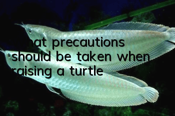 What precautions should be taken when raising a turtle?