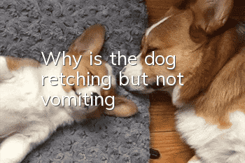 Why is the dog retching but not vomiting?
