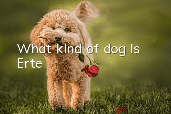 What kind of dog is Erte?