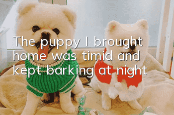 The puppy I brought home was timid and kept barking at night