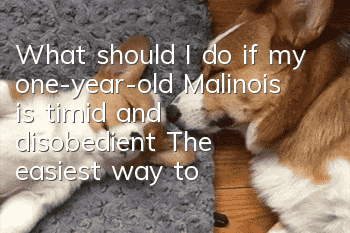 What should I do if my one-year-old Malinois is timid and disobedient? The easiest way to train a Malinois!
