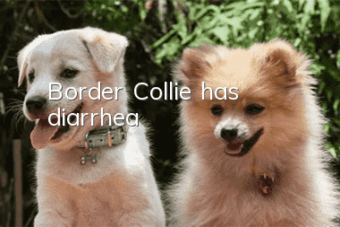 Border Collie has diarrhea