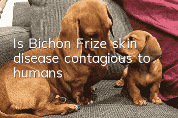Is Bichon Frize skin disease contagious to humans?