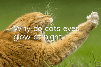 Why do cats’ eyes glow at night?