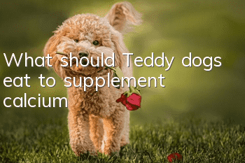 What should Teddy dogs eat to supplement calcium?