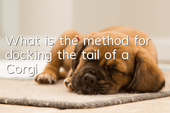 What is the method for docking the tail of a Corgi?