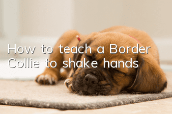 How to teach a Border Collie to shake hands