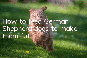How to feed German Shepherd dogs to make them fat