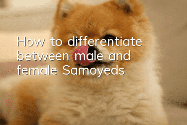 How to differentiate between male and female Samoyeds