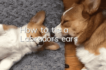 How to tie a Labrador's ears