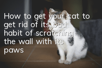 How to get your cat to get rid of its bad habit of scratching the wall with its paws?