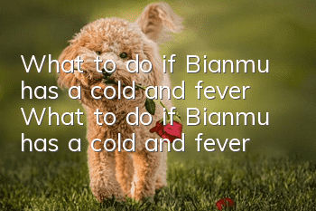 What to do if Bianmu has a cold and fever What to do if Bianmu has a cold and fever