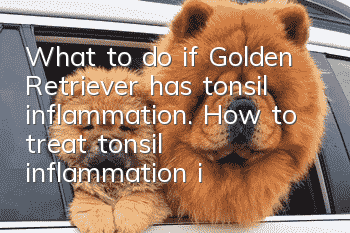 What to do if Golden Retriever has tonsil inflammation. How to treat tonsil inflammation in Golden Retriever dog.