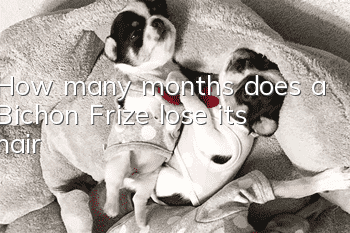 How many months does a Bichon Frize lose its hair?