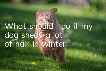 What should I do if my dog sheds a lot of hair in winter?