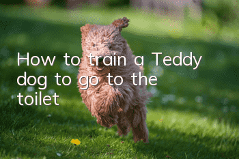 How to train a Teddy dog to go to the toilet