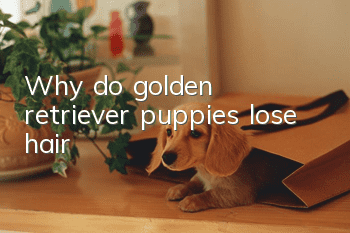 Why do golden retriever puppies lose hair?