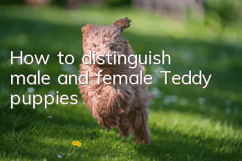 How to distinguish male and female Teddy puppies