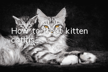 How to treat kitten catitis?