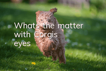 What's the matter with Corgi's eyes?