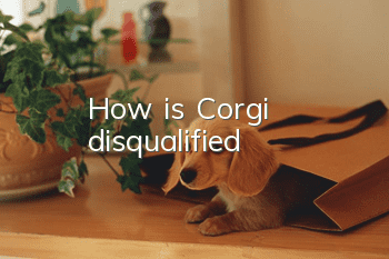 How is Corgi disqualified?