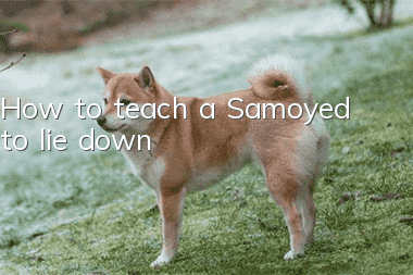 How to teach a Samoyed to lie down