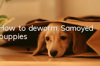 How to deworm Samoyed puppies