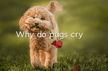 Why do pugs cry?