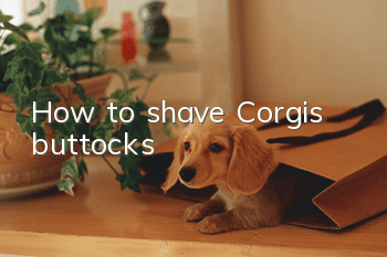How to shave Corgi’s buttocks